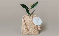 Plant d'arbre :univers